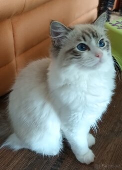 Kočička ragdoll seal bic. lynx s PP - 5