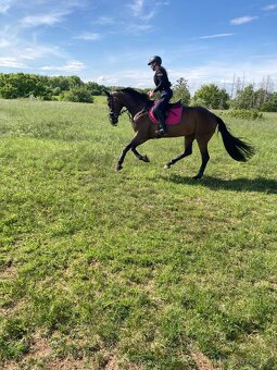 Oldenburská klisna - 5