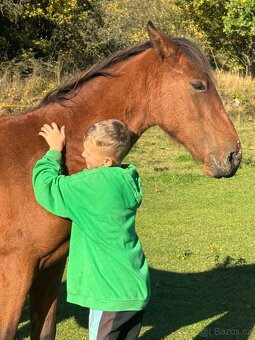 Hodný mohutný hřebeček - 5