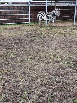 Zebra Chapmanova - 5