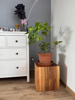 Hranol, špalek, trám jasan na sezení do pergola, táborák - 5
