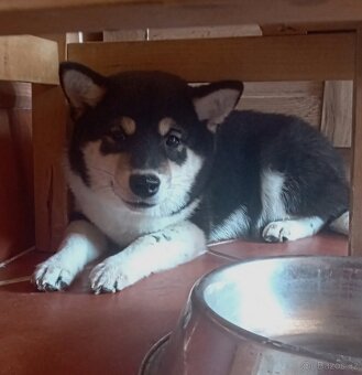 Shiba inu, štěňátko, fenečka. - 5