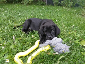 Labradorský retriever - štěně s PP - 5