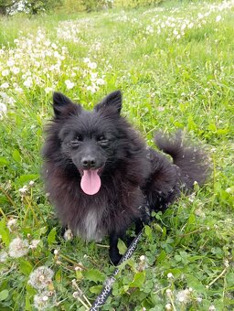 Pomeranian/ malý německý špic, fenečka. - 5