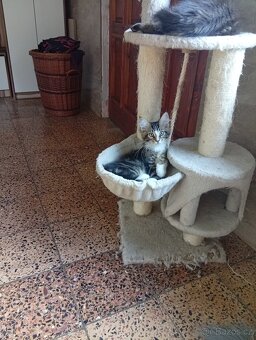Mainská mývalí , MCO maine coon - 5