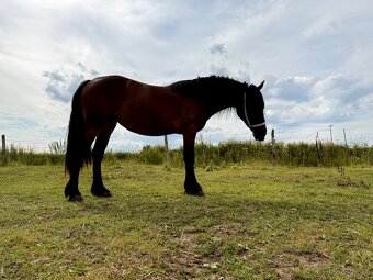 Klisna WELSH COB D - 5