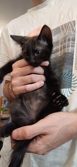 Mainská x Ragdoll x - 5
