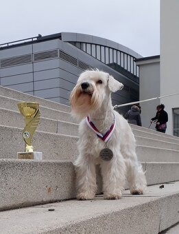 knírač malý bílý - krycí psi - 5