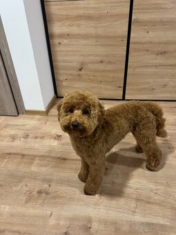 Krytí - Trpasličí Pudl Apricot, 2 roky, 5kg - 5