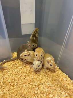 Pískomil mongolský - mláďata k odběru - 5