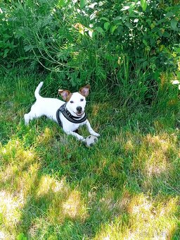 Jack Russell teriér - krytí - 5