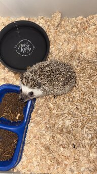 Prodám ježky i s klecí - 5
