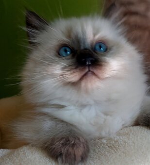Poslední holčička Ragdoll k REZERVACI - 5