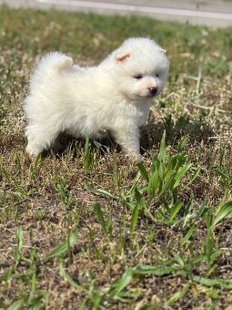 pomeranian - 5