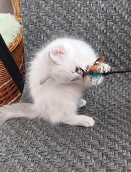 Ragdoll - 5