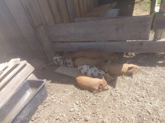 Selata Kune kune na chov i maso.Vaha Kom 25 kg - 5