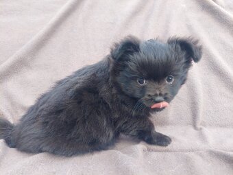 Pomeranian - 5