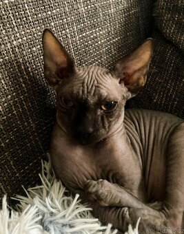 Sphynx kočička - 5