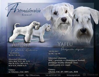 Knírač malý bílý s PP - 5