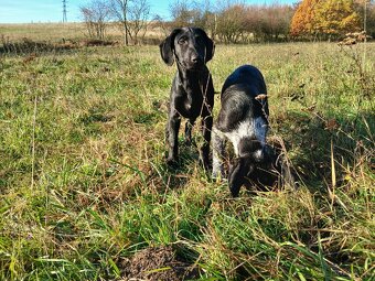 ŠTĚŇÁTKO, ŠTĚŇÁTKA, ŠTĚŇATA, ŠTĚŇE K ODBĚRU - 5