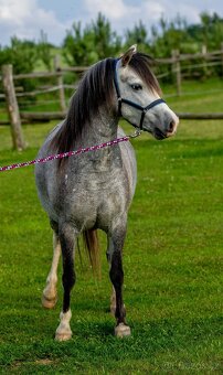 5-letá welsh mountain pony klisna - 5