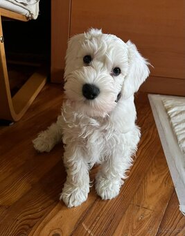 Knírač malý bílý s PP - 5