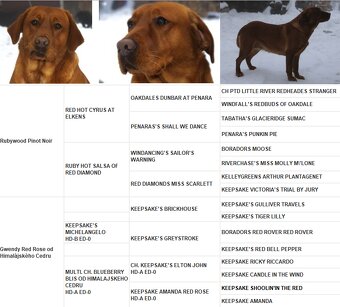 Labradorský retriever Fox Red s PP - 5