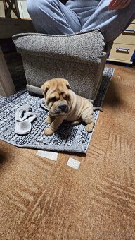 Prodám štěňata shar-pei bez pp - 5