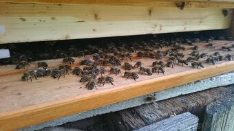 Kvalitní včelí oddělky 39x24, 2026 - 5