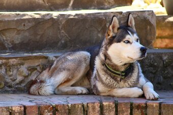 Sibiřský Husky na krytí - 5