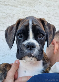 Štěňátka Německý boxer s PP - 5