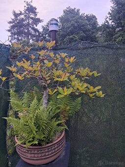 Bonsai Nyssa Sylvatica [Tupela lesní] - 5