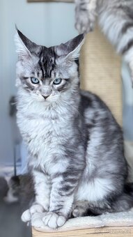 Freddie s PP Maine Coon Mainská Mývalí kocour - 5