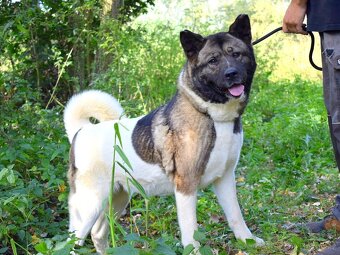 MACI K ADOPCI - přátelská, hravá, vděčná, vhodná k dětem - 5