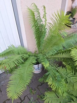 Prodám silné sazenice kapradiny pérovník pštrosí - 5