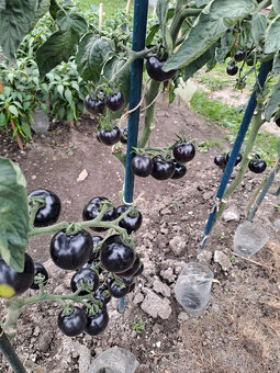 Černé rajče (indigo) semínka - 5