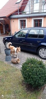VW Golf IV 1,9TDI, 66kw r.v.2000 - 5