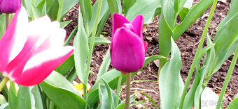 Cibulky tulipánů - směs barev - - viz text a foto - 5