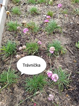Skalničky - trvalky - 5
