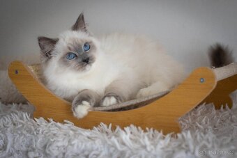 Ragdoll holčička s PP - 5