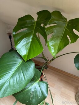Monstera pokojovky - 5