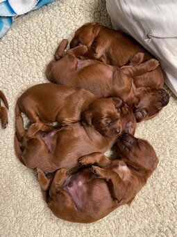 Irský setr štěňata s PP - 5