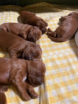 Irský setr štěňata s PP - 5