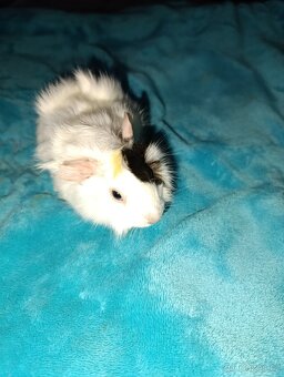 Rozetové morčátka samičky - 5