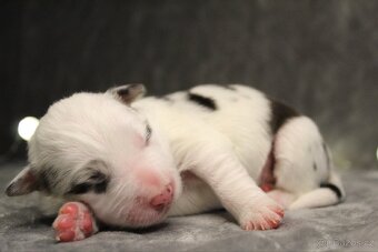 Štěňátka border kolie s PP - 5