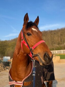 Plnokrevný valach na prodej - 5