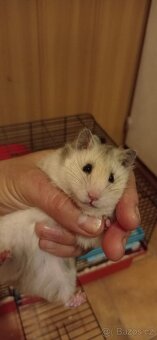 Prodám samičku syrského křečka. Spolu s klecí a celou sadou - 5