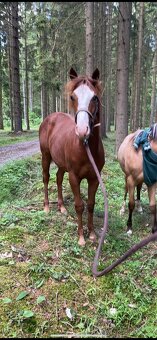 TOP Quarter horse - 5