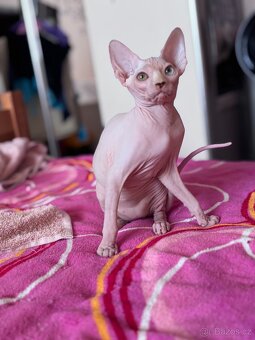 SPHYNX koťátko bez PP - 5