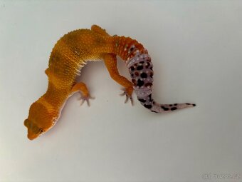 Gekončík noční Tangerine samice 27g - 5